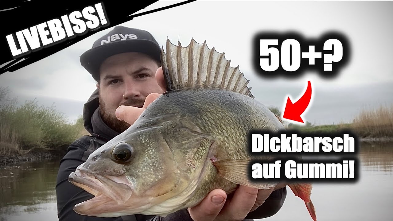 Barschangeln mit Gummifisch vom Boot! MONSTERBARSCH steigt ein!