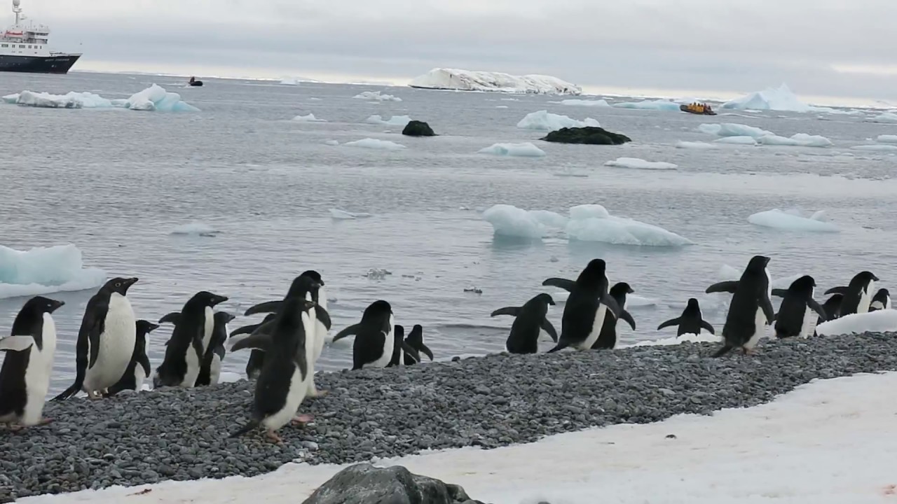Adelie Penguin highway in Antarctica - YouTube