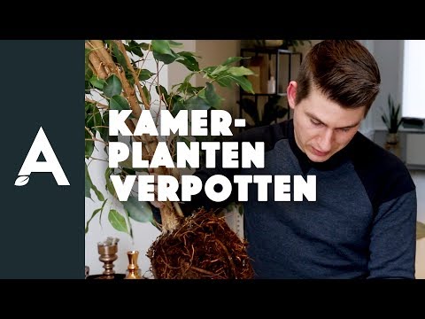 Video: Meststof Magnesiumsulfaat: Gebruiksaanwijzing, Voeding Van Planten, Kamerbloemen En Coniferen