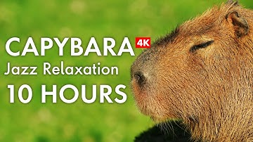 Relax with Capybaras in 4K | 10 HOURS