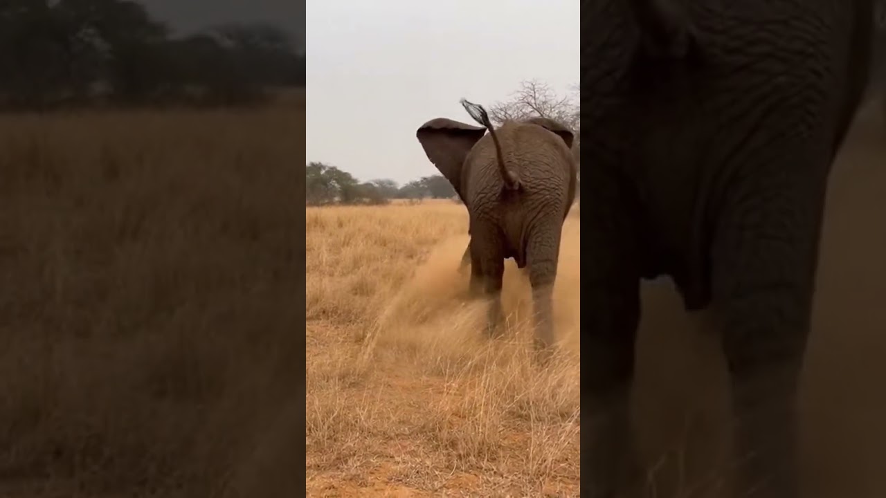 Elephant BIG MISTAKE