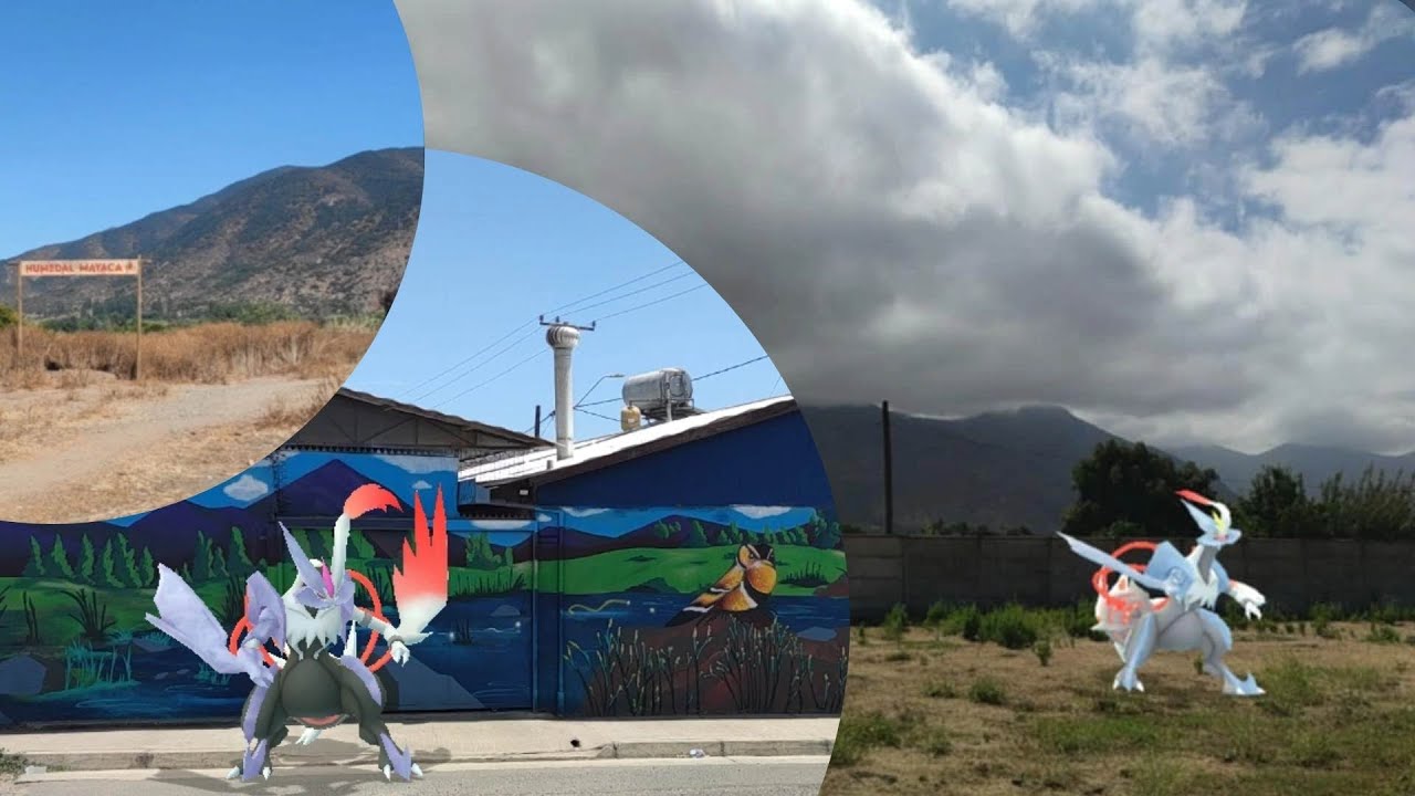 Kyurem blanco recorriendo el Humedal Mayaca del Río Aconcagua en Quillota 