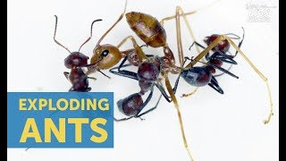 Scientists Classify Exploding Ant Species
