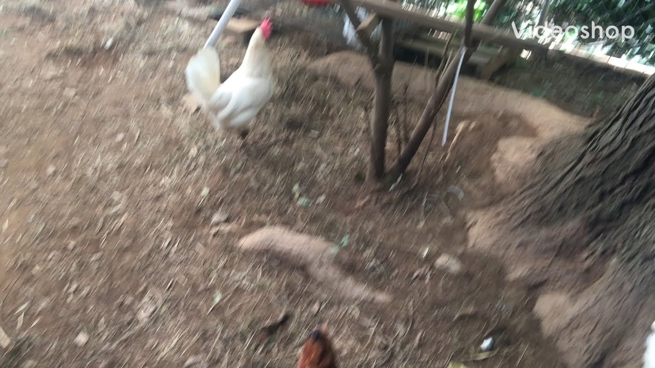 Chicken coop tour YouTube