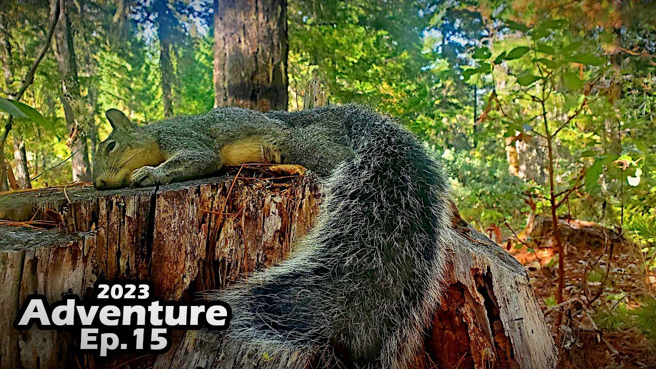 Last Grind For Gray Squirrels | Western Gray Squirrel Hunting 2023 ...