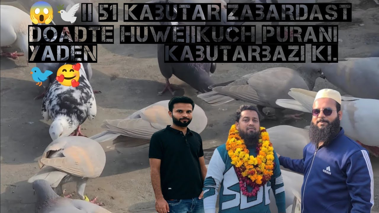😱🤯🐦🕊️ Zabardast Doadte huwe 51 Kabutar #kabuterbazi #pigeon #vairal #bird #shorts @Kabutarbaziup13 