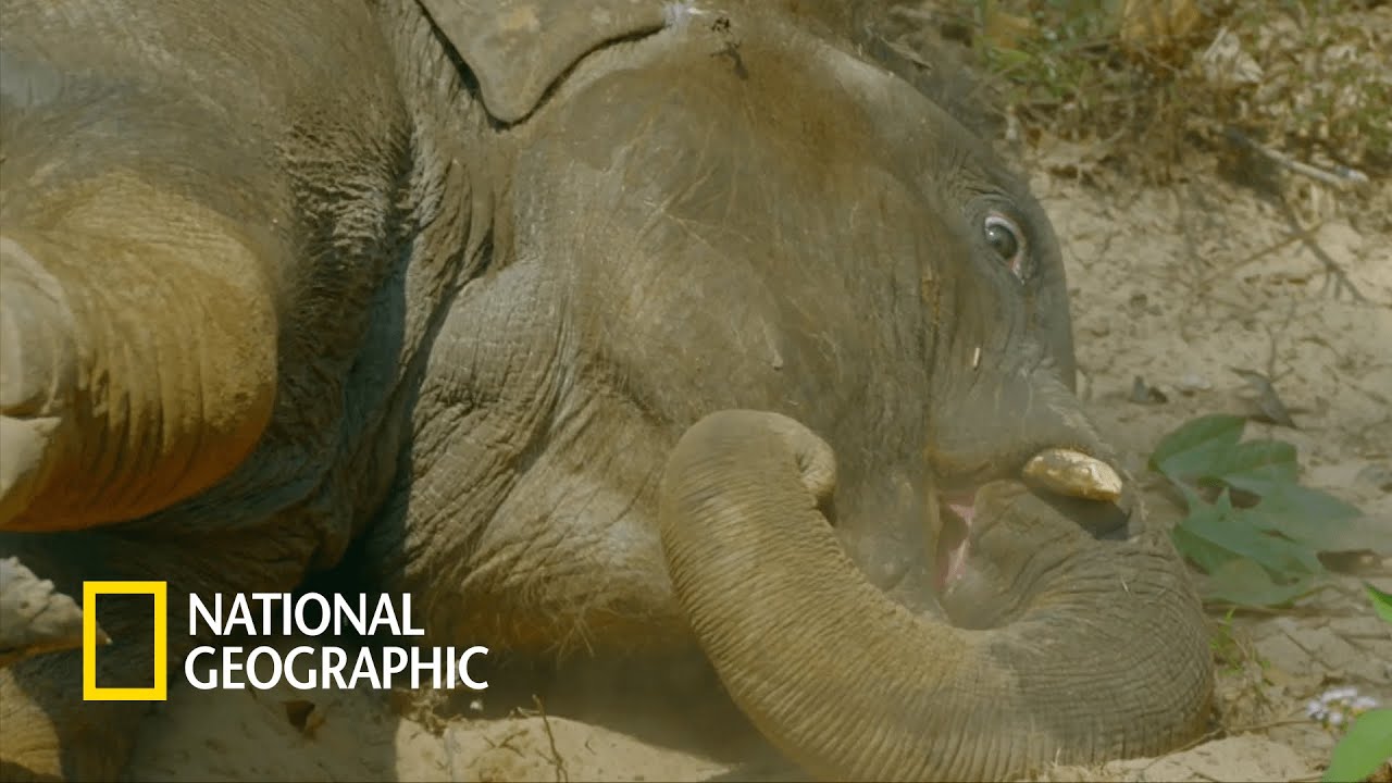 ⁣아기 코끼리의 즐거운 흙 목욕 시간 | The Hidden Kingdoms of China