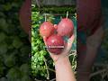 How To Choose The Right Fruit Fruit Tropicalfruit Passionfruit How To Choose The Right Fruit Fruit Tropicalfruit Passionfruit