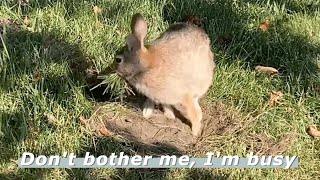 Rabbit Building Its Home Caught On Camera