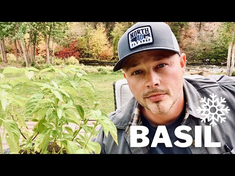 Video: Kan basilicum in de winter binnen worden gekweekt?