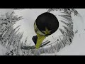 Four Top Freeskiers and a World Champion Drone Pilot | Salomon TV