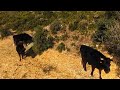Taureaux #dronevideo #djiavata2