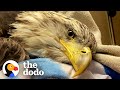 Vet Helps Bald Eagle Learn How To Fly Again | The Dodo