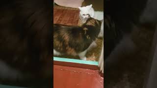 Cats got angry or they're just playing? l Cat videos