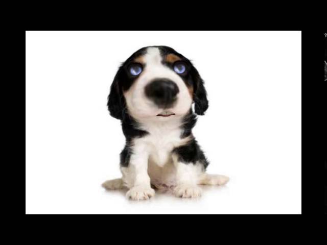 cute puppy songs