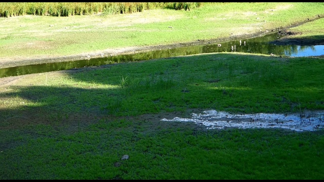 酷暑で干上がった勅使池・一号橋付近 / Area around Bridge No. 1 at Chokushi Pond, parched by the intense summer heat