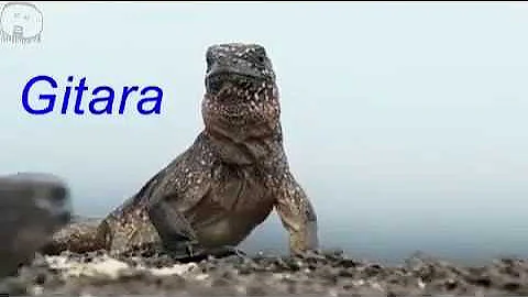 Śliski Jerry  (Iguana vs Snakes - Planet Earth II)
