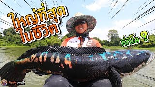 ชะโดยักษ์ใหญ่ที่สุดในชีวิต 2019( ตามหาจนเจอ ) | Giant snakehead The largest in life