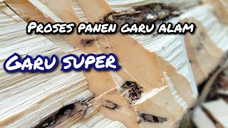 Garu Kualitas Super //Proses Panen Garu Alam Liar