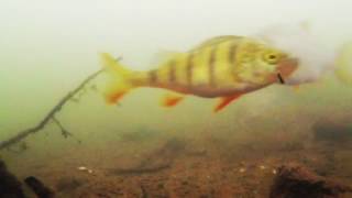 River Lea Underwater Roach, Perch & Barbel in the same shot