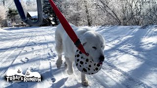 ルンルンもアランも景色も全てが真っ白な朝でした　Great Pyrenees　グレートピレニーズ
