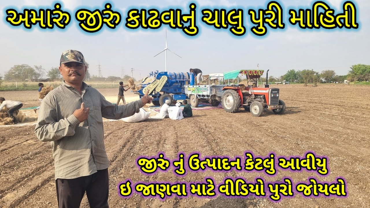 અમારા જીરું નું હાર્વેસ્ટિંગ ચાલુ અને ઉત્પાદન કેટલું આવીયુ jiru na harvesting ni mahiti