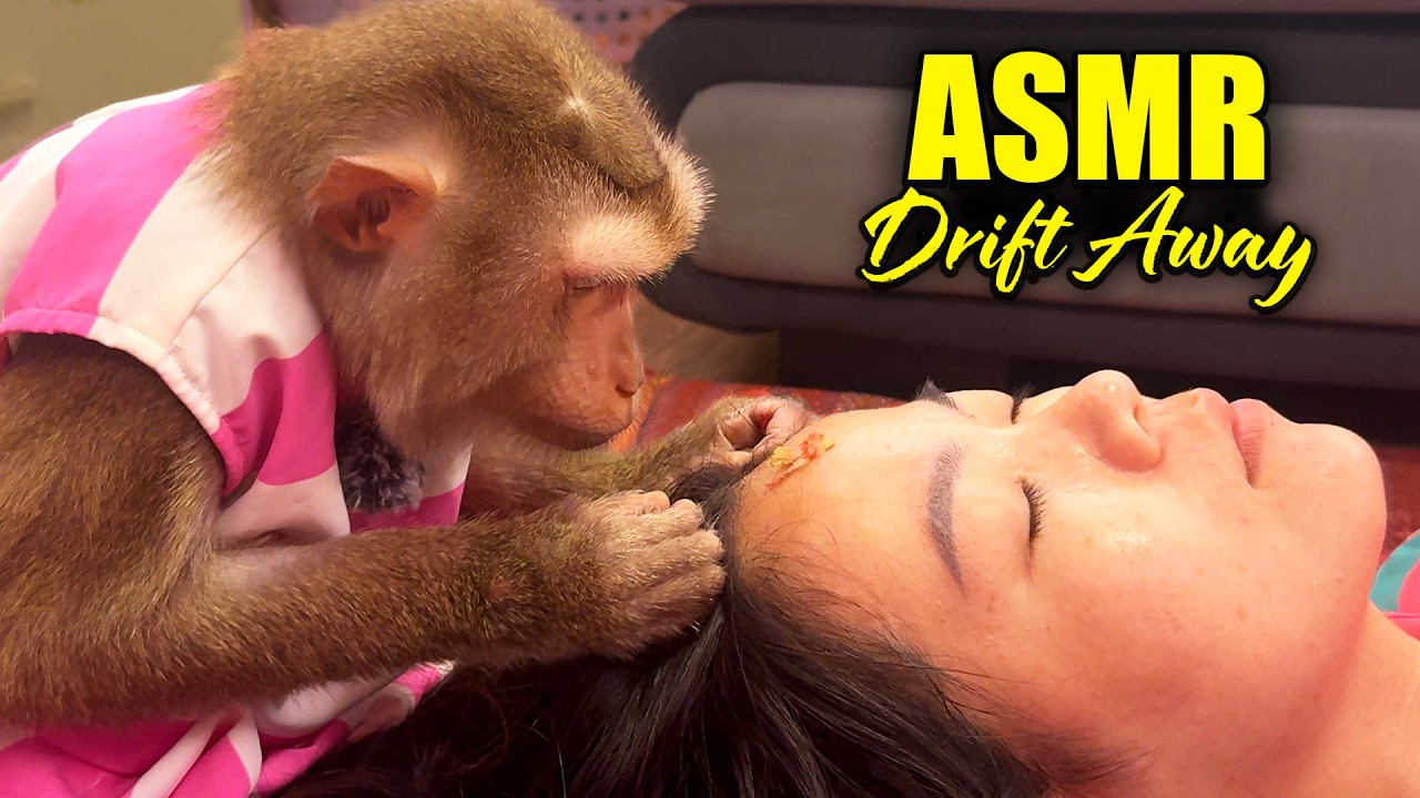 The Most Tingly Monkey Hair Picking ASMR | Judy’s Gentle Grooming to Drift Away