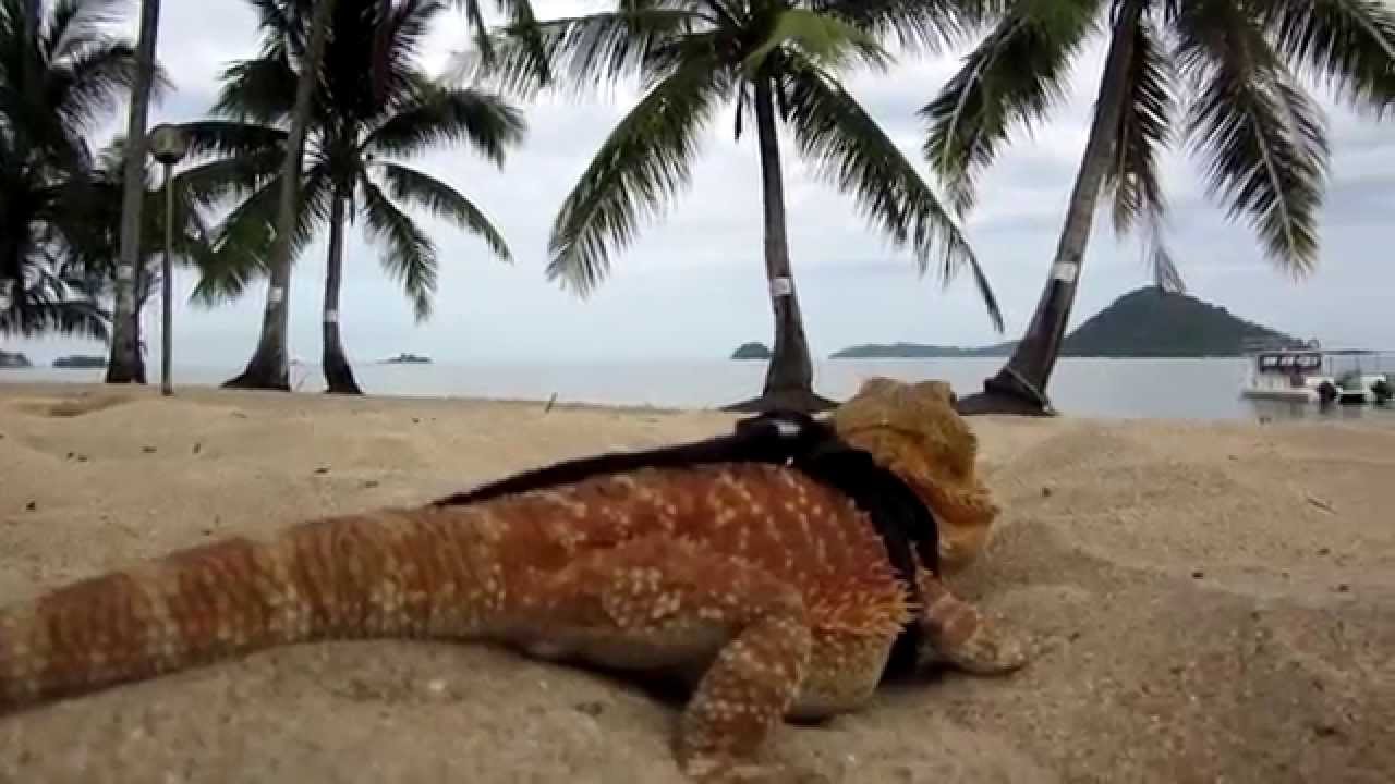 Bearded Dragon's Vacation