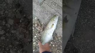 Ψάρεμα Κανόνι Κέρκυρα Γοφάρι Ενάμιση Κιλό 6-1-2026