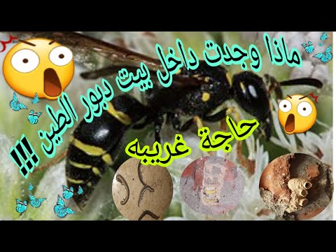 مفاجأة داخل عش دبور الطين الأسود هتصدم في نهاية الفيديو شيء غريب اجيال الاندلس