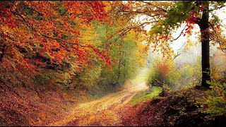 Autumn Forest River Sounds Nature Payız Təbiət Səsləri Geoli̇fe