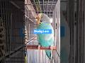 Periquitos pets aqui na loja de Tenente Jardim SG/ Niterói