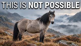 Biologists Tested the DNA of Wales’s Wild Ponies — And Found Something IMPOSSIBLE
