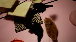 LOOK!! Periwinkle's Rambunctious 7 Week Old ALL Persian Kitten Litter :o