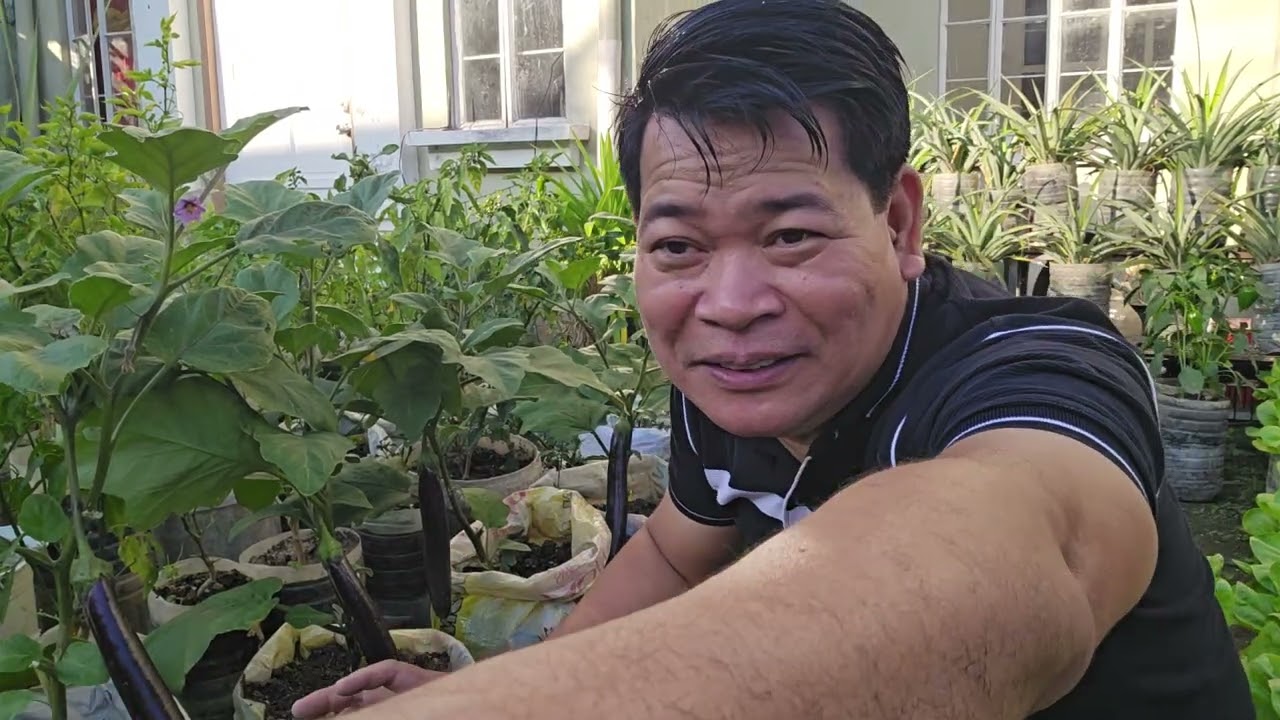 Ang aking sikreto sa pagpapabunga ng talong: Panoorin po ninyo