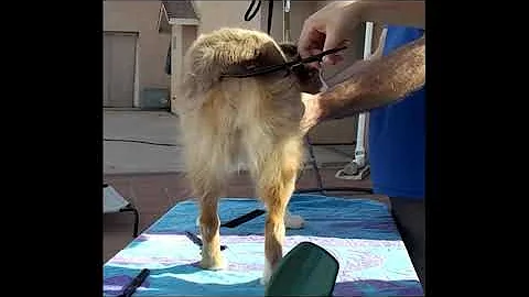 Sanitary trim, Tail and butt curtain shaping | Miniature American/Mini aussie shepherd