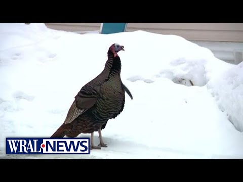 Neighborhood wants 'aggressive' wild turkey removed