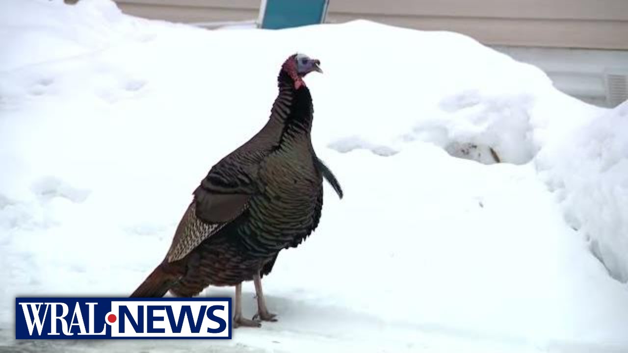 Neighborhood wants 'aggressive' wild turkey removed