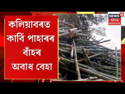 Illegal Bamboo Trade in Kaliabor | কলিয়াবৰত কাৰ্বি পাহাৰৰ বাঁহৰ অবাধ বেহা | Assam News