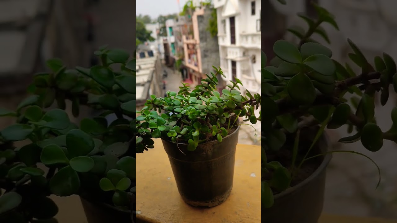 Z plant #garden #gardening