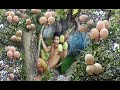 adventure in forest - Use Life In Jungle Find Fruits are food - hungry men Eating Limonia delicious