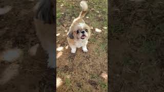 # Maggi  # ka # morning # walk ## 🥰🥰🥰🥰