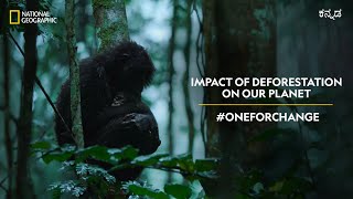 Impact of Deforestation on our Planet | #OneForChange | ಕನ್ನಡ | National Geographic