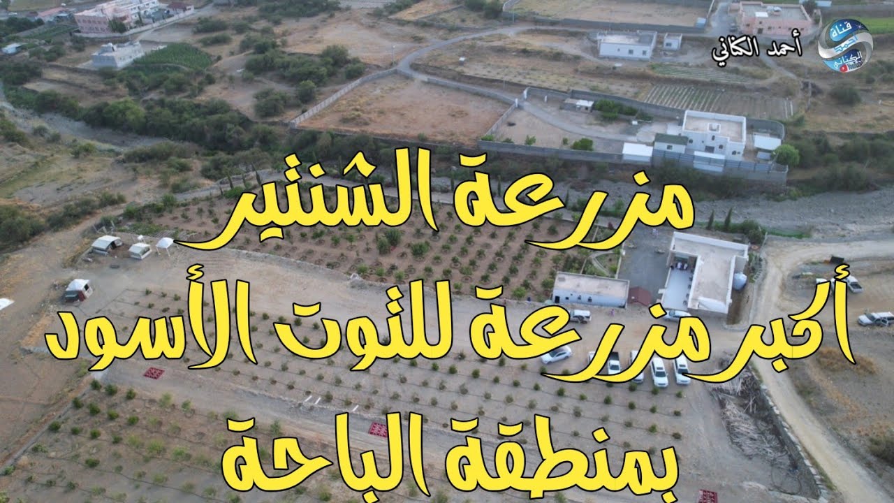 مزرعة الشنتير للتوت الأسود - آل سرور - محافظة القرى بمنطقة الباحة - الأحد 15-1-1446