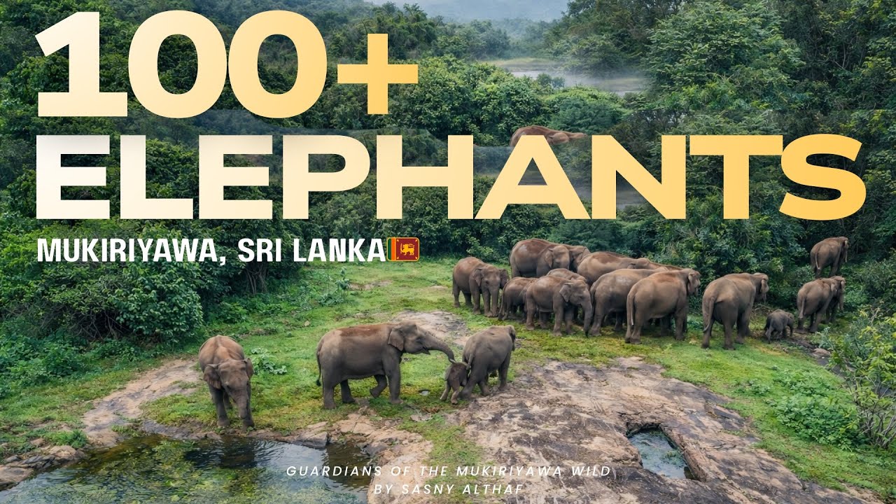 Unbelievable! 100+ Wild Elephants in Mukiriyawa, Sri Lanka | Massive Elephant Herd 