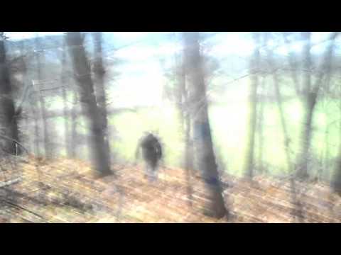 Crotaphytus - Cnemidophorus Sexlineatus [Official Video] [Re-Upload]
