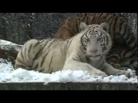 Tigers Playing in the Snow