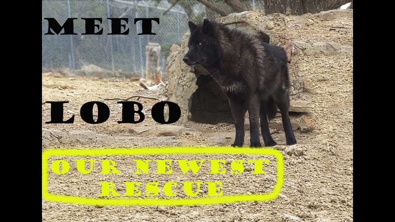 wolfmang Our newest rescue wolfdog Lobo