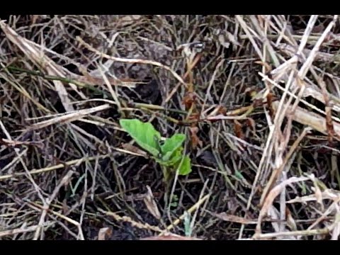 Video: ¿La agricultura sin labranza requiere más herbicidas?