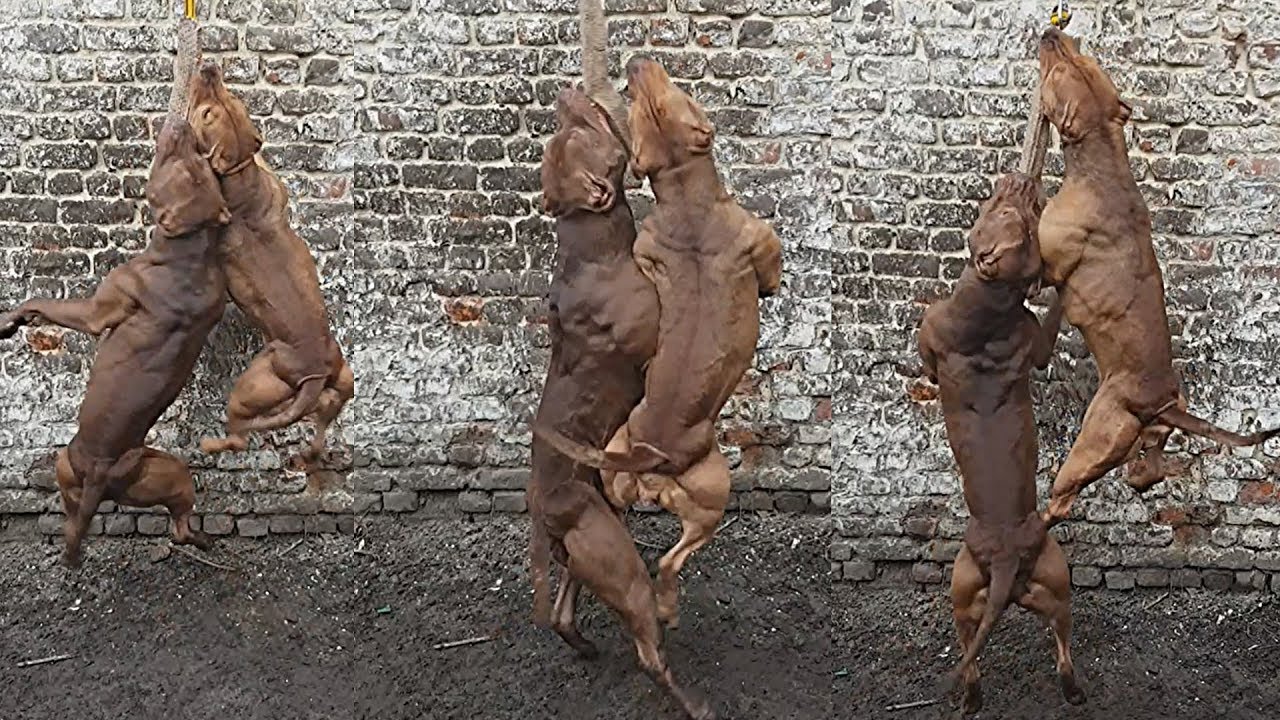 Fazio's Red Warriors SASHA & ODIN on the SPRING POLE ( Pitbull )